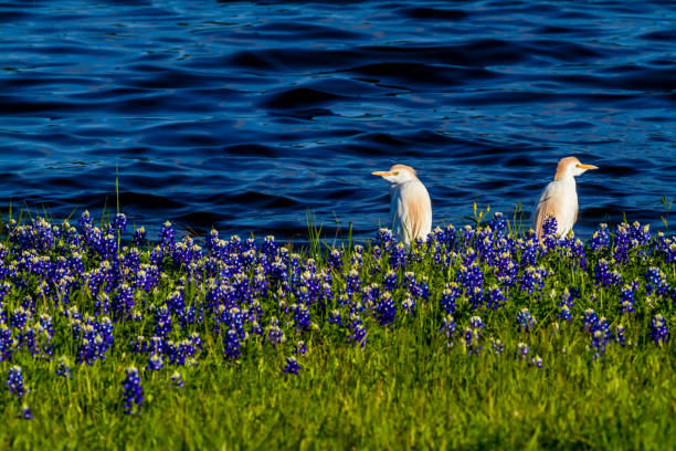 Egrets in Texas Bluebonnets at Lake Travis at Muleshoe Bend in Texas. Cattle Egret (Bubulcus ibis) in Beautiful Famous Texas Bluebonnet (Lupinus texensis) Wildflowers  at Muleshoe Bend on Lake Travis in Texas. cattle egret photos stock pictures, royalty-free photos & images