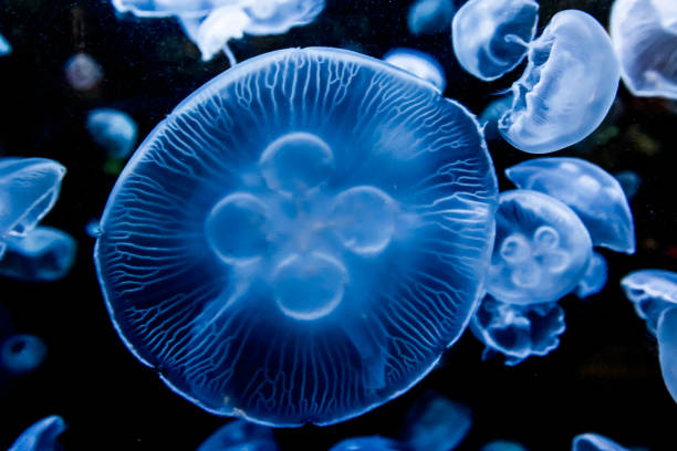 closeup de una medusa luna bella - jellyfish moon jellyfish underwater wildlife fotografías e imágenes de stock