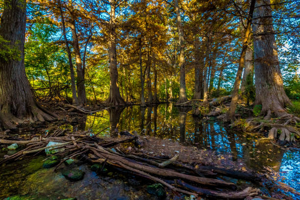 istock Fall Foliage on Cibolo Creek, Texas. 852886430