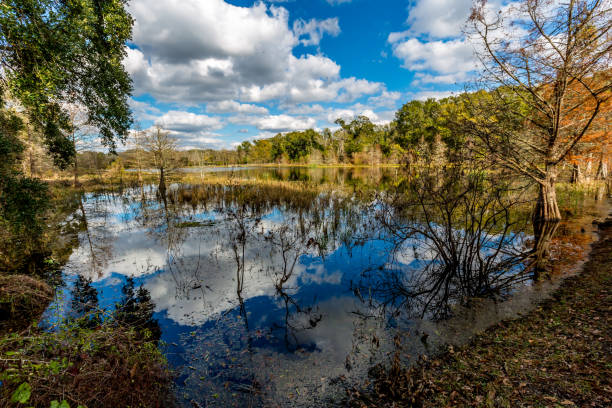istock Colorful Creekfield Lake at Brazos Bend Texas 852886604
