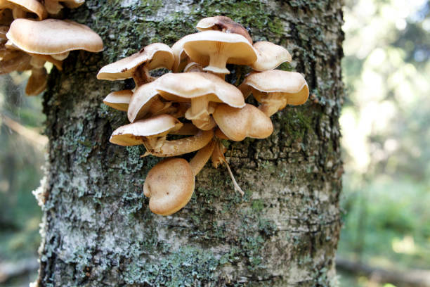 istock mushroom a honey agaric in the forest 852894172