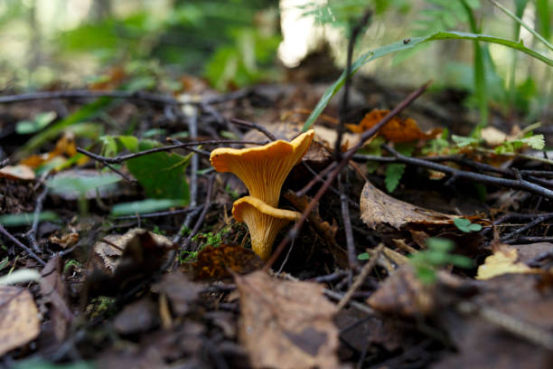 istock mushroom chanterelle in the forest 852894262