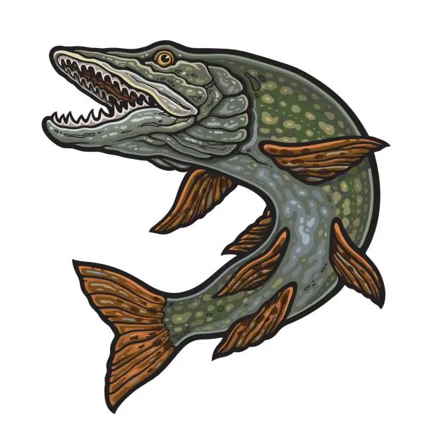 Vector illustration of Powerful pike