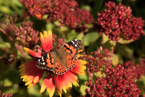 Painted Lady Butterfly with Fall Flowers of Sedum and Gallardia