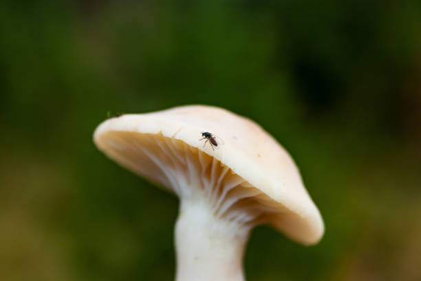 bosque venenoso hongos close-up de un oscuro fondo borroso. - sphagnum bog galerina fotografías e imágenes de stock