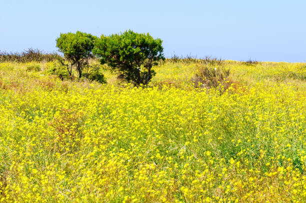 istock Yellow flowers - Griffiths Island 852935052