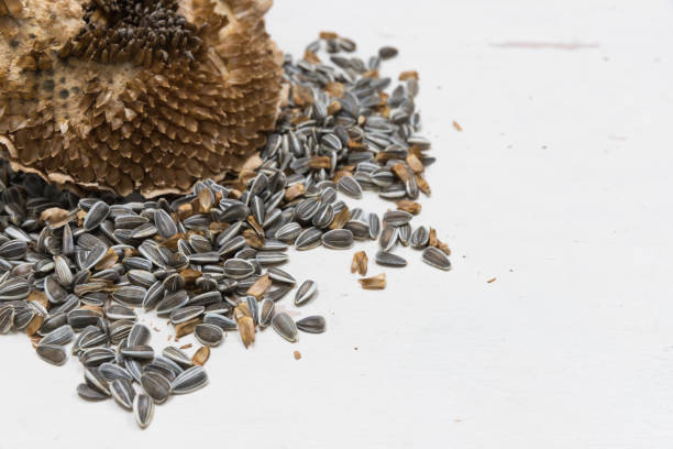 Single Freshly harvested and dried sunflower head and seeds on white background painted wooden rustic table with copy space