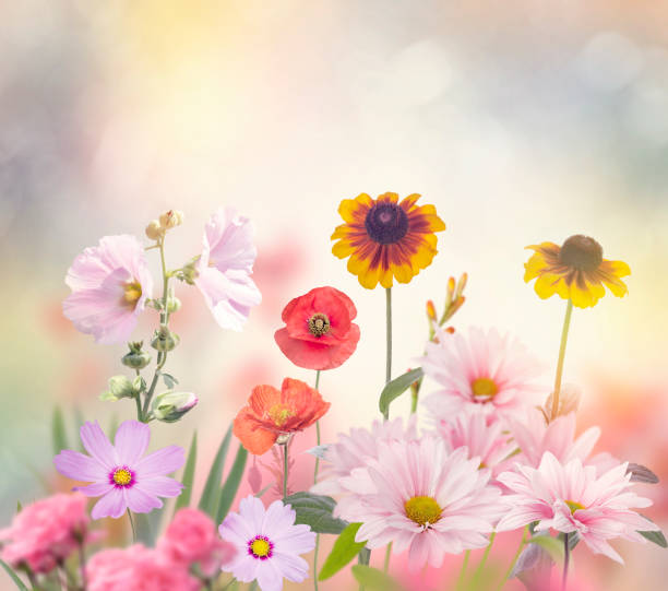 istock Flowers in the Garden 852963542