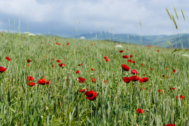 istock Poppies in the field 852977486