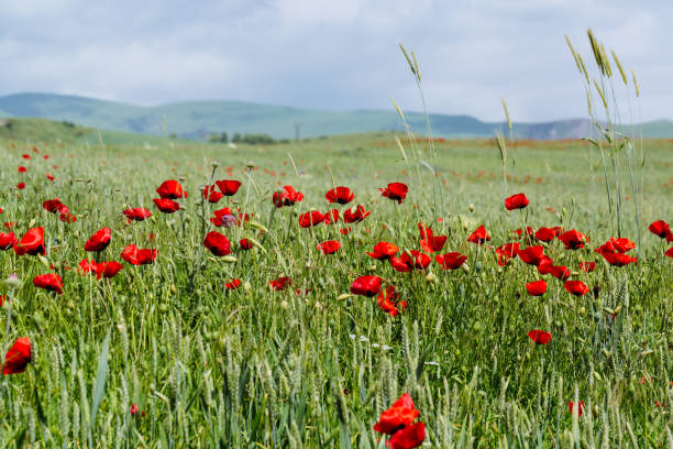 istock Poppies in the field 852977638