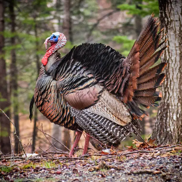 A large turkey struts his stuff for a nearby hen.