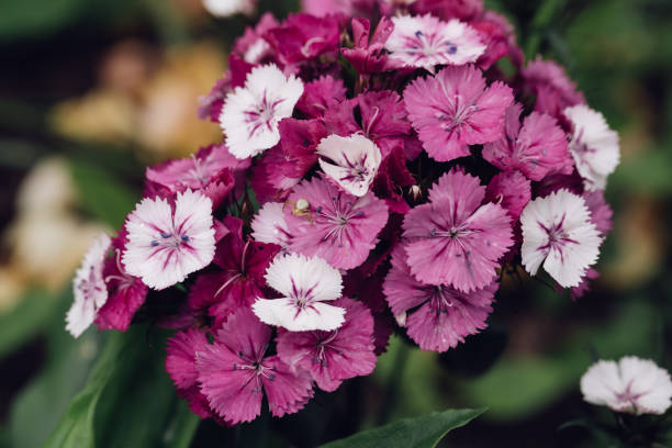 istock Phloxes garden flowers close-up 852982188