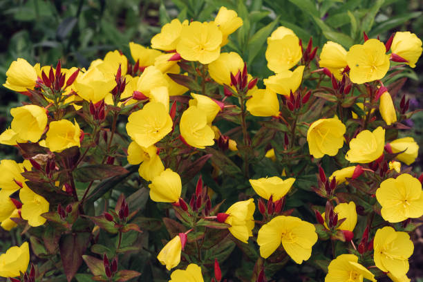 istock yellow flowers close-up 852985194