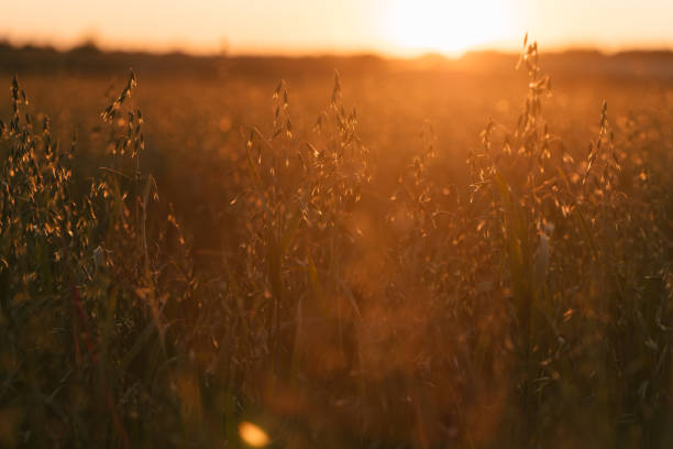 istock field of oats at sunset 852992410