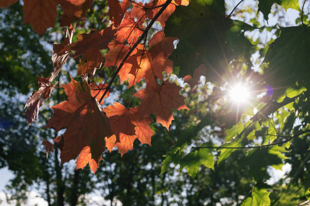 istock autumn maple leaves against the background of sunlight 852993028