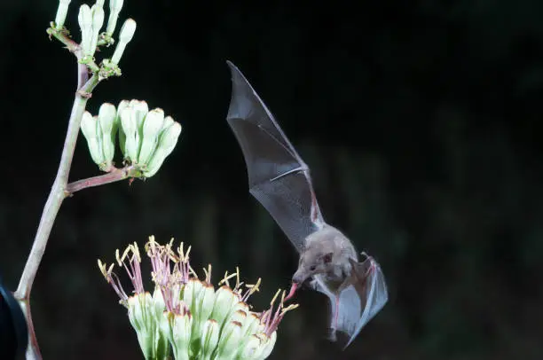 nectar bat feeding from flower