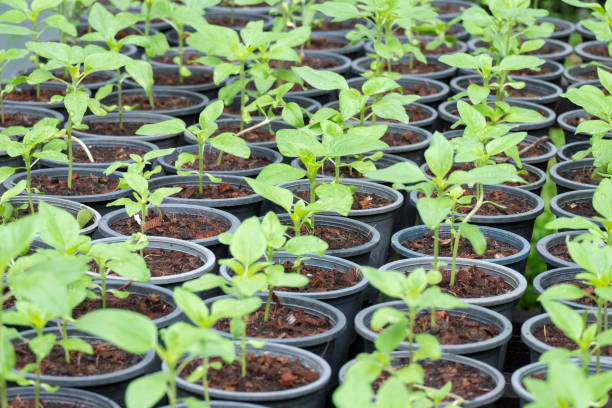 istock Seedlings cultivated in greenhouse after the water them 853011994