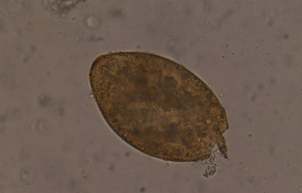 istock Big size Fasciola parasite egg common liver fluke. 853012014