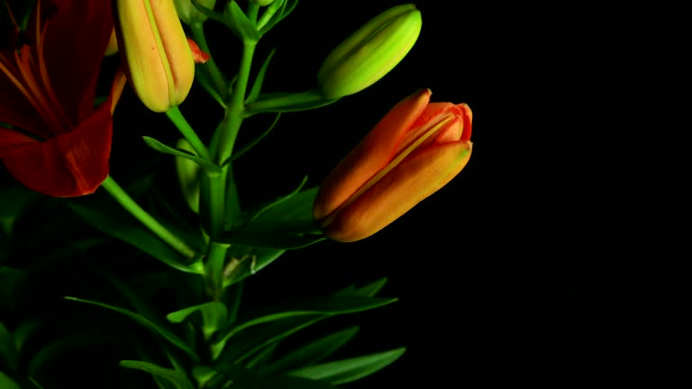 Tiger Lily Flower blooming time lapse