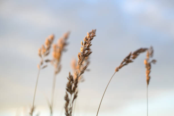 istock Wheat in front of evening sky blurred background 853024988