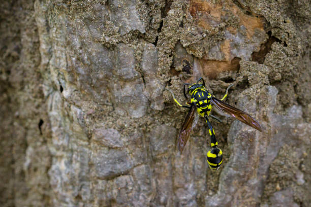 istock Image of Potter Wasp(Phimenes flavopictus) on tree. Insect. Animal 853028296