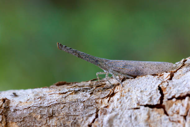 istock Image of lantern bug or Zanna sp on tree. Insect. Animal 853028338