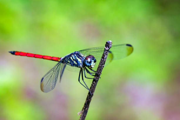 istock Image of dragonfly perched(Lathrecista asiatica)on a tree branch. Insect, Animal. 853028478