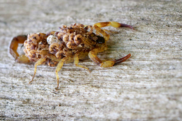 Image of scorpion with baby on back. Insect. Animal stock photo