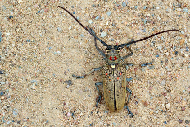 istock Image of Spotted Mango Borer(Batocera numitor) on the ground. Beetles. Insect. 853028638
