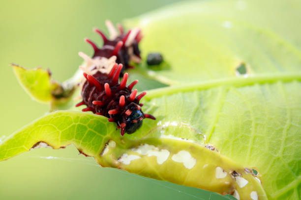 istock Image of a caterpillar bug on green leaves. Insect. Animal 853028716