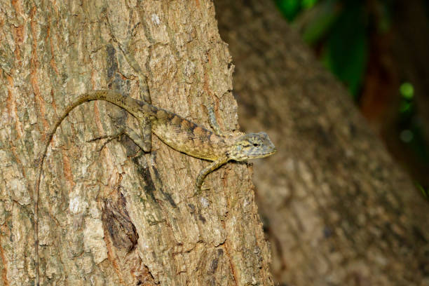 istock Image of brown chameleon on tree. Reptile. Animal. 853028788
