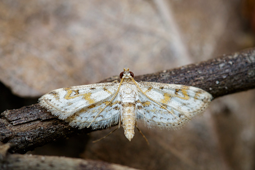 Image of white butterfly(Moth) on branch. Insect. Animal.