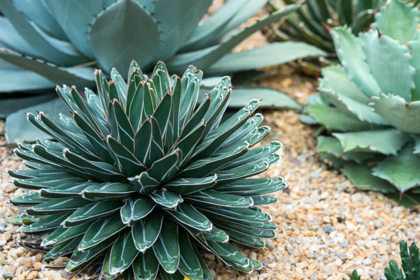 istock A beautiful cactus at garden. 853033670