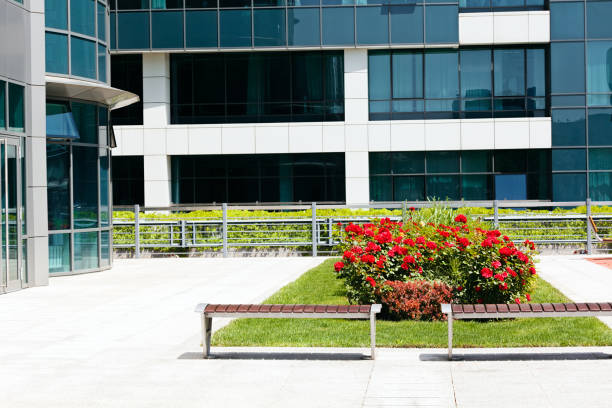 istock a rose bush in the park 853049462