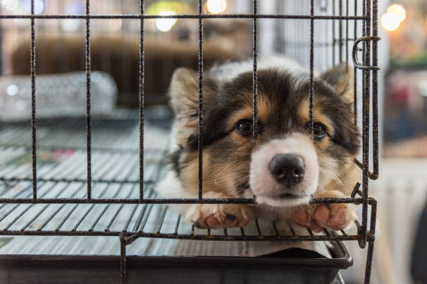 istock Puppy so cute sleeping alone in cage dog with sadness and lonely 853062144