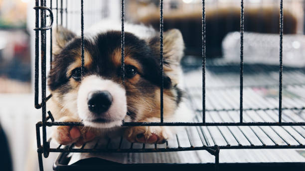 cucciolo così carino che dorme da solo nel cane da gabbia con tristezza e solitudine - opificio foto e immagini stock