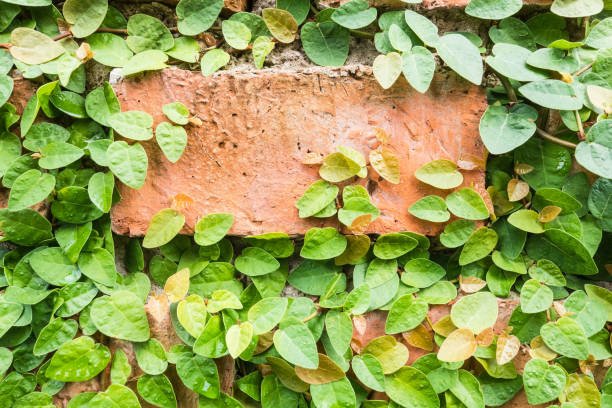 istock Orange brick walls adorned with green ivy wallpaper for background and Empty white wall textures 853062442