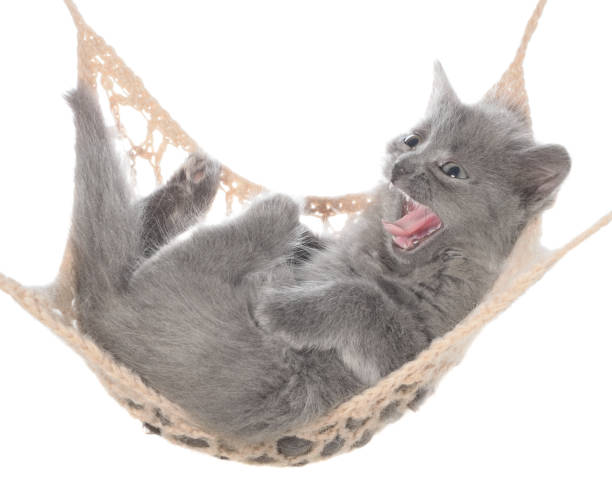 istock Cute gray kitten sleep in a hammock and yawns isolated 853074360