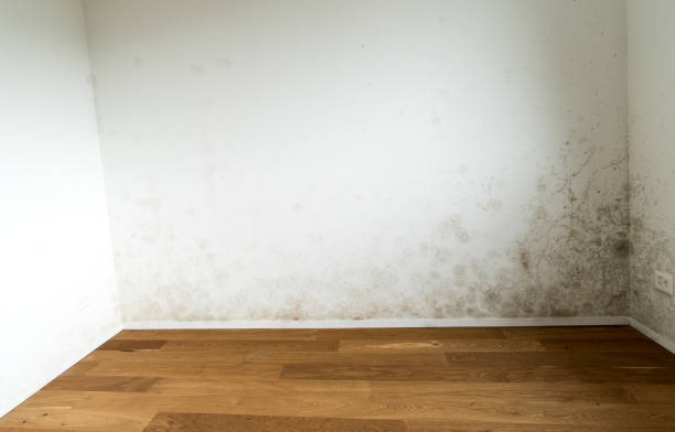 empty apartment with a toxic mold and mildew problem Room of an empty and new apartment with wooden floors and white walls and a serious toxic mold and mildew problem vinegar stock pictures, royalty-free photos & images