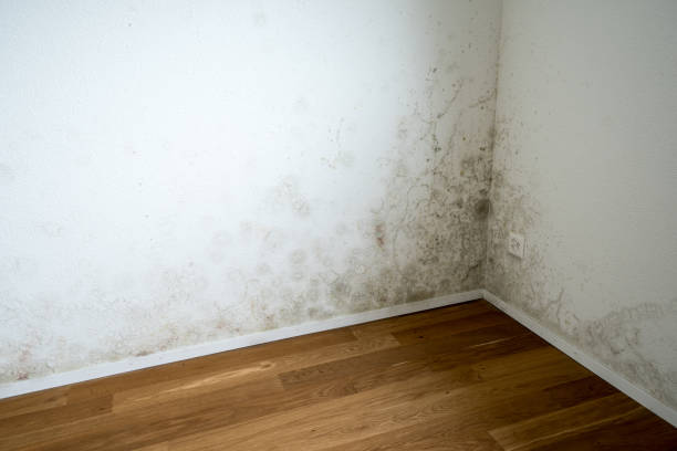 toxic mildew and mold in a home corner of a room of an empty and new apartment with wooden floors and white walls and a serious toxic mold and mildew problem humidity photos stock pictures, royalty-free photos & images