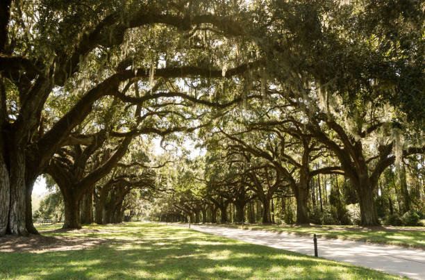 istock gravel road covered by large oaks and Spanish moss 853097524
