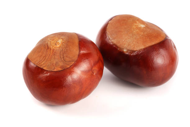 istock chestnut isolated on white background closeup 853102512