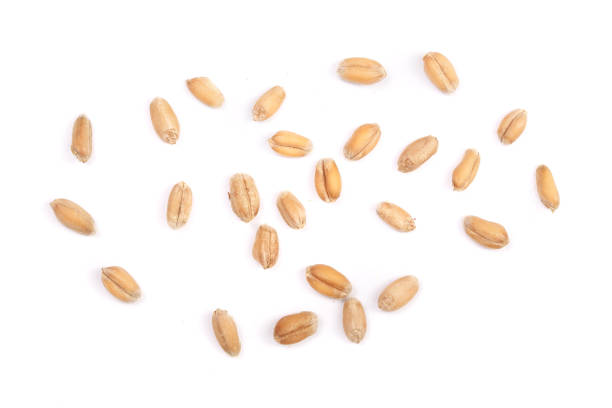 istock wheat grains isolated on white background. Top view 853106646
