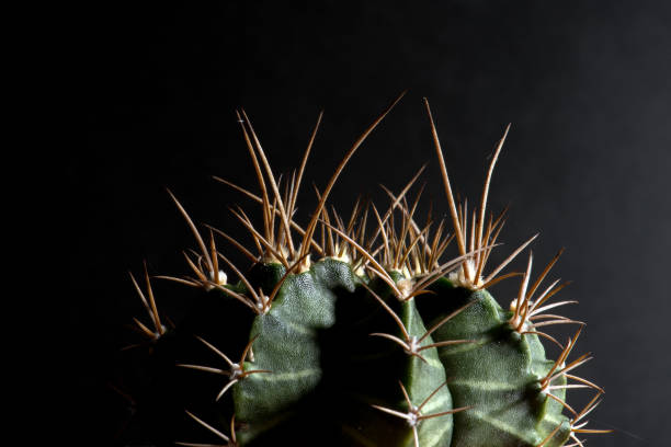 istock Adorable indoor cactus garden 853106804
