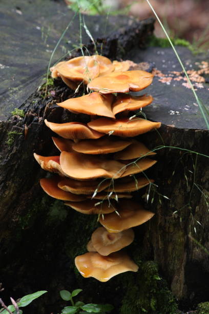 istock Mushroom on wood in forest 853110808