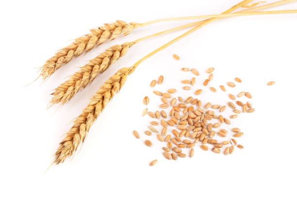 istock grain and ears of wheat isolated on white background. Top view 853110880