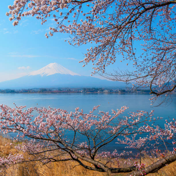 istock Mt Fuji and Cherry Blossom 853111756