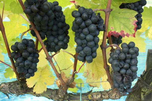 New wine 