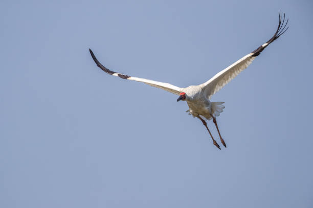 istock Bird in flight - Siberian crane (Grus leucogeranus) 853115064