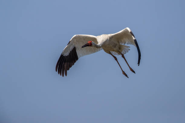istock Bird in flight - Siberian crane (Grus leucogeranus) 853115398